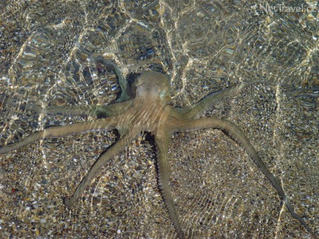 Recko-Zakynthos-Tohle-na-nas-baflo-kdyz-sme-si-sedli-do-pisku-na-plazi-10881